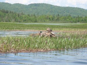 17_juin_2009_marais_du_nord_(15).jpg