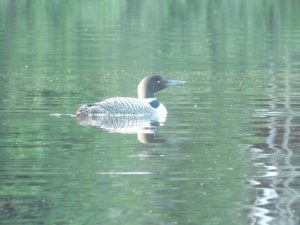 p1020212(1).jpg