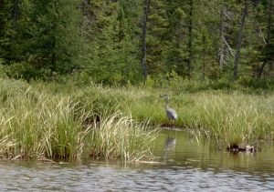 heron2.jpg