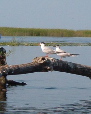 lac_st-francois_sud_015_sternes.jpg